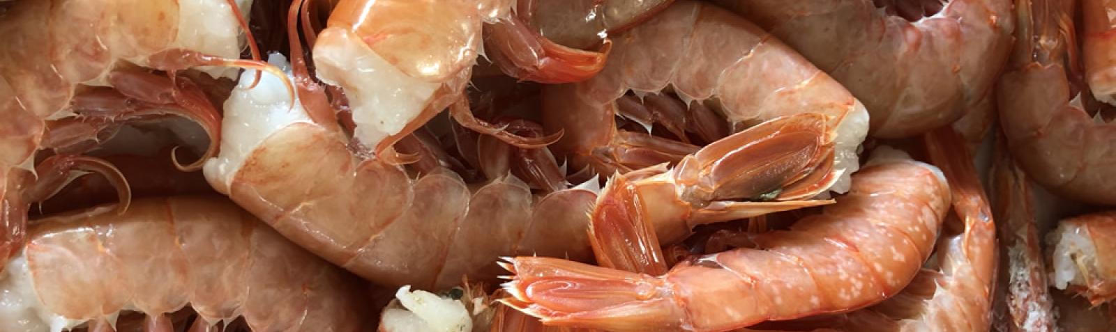 La Boutique del Pesce